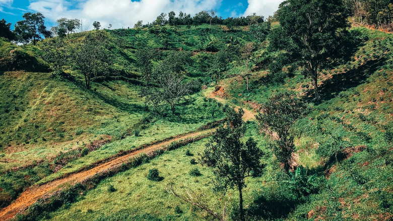An overlooking view of the coffee farm Hacienda Illuminada.