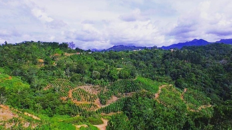 Aerial view of Alto Grande farm in Puerto Rico
