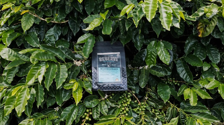 A bag of Bad Ass Coffee's Reserve coffee blend in a coffee tree.