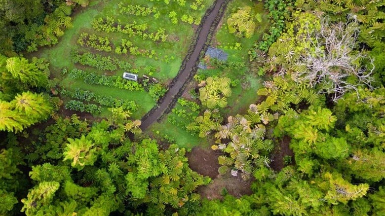 An aerial view of one of the Big Island Coffee Roasters farms.