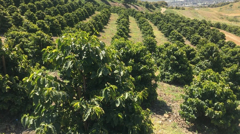 A view of Rancho Filoso's rows of coffee plants.