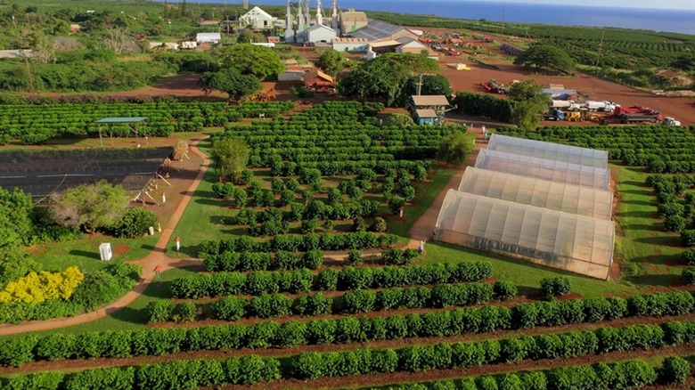 Kauai Coffe Company's estate.