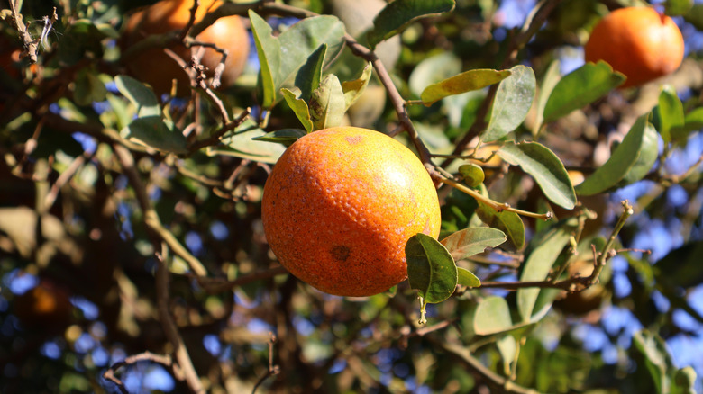 An orange or tangerine naturally ripening hangs from a tree