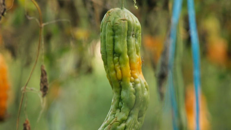 Green bitter melon hanging from a tree