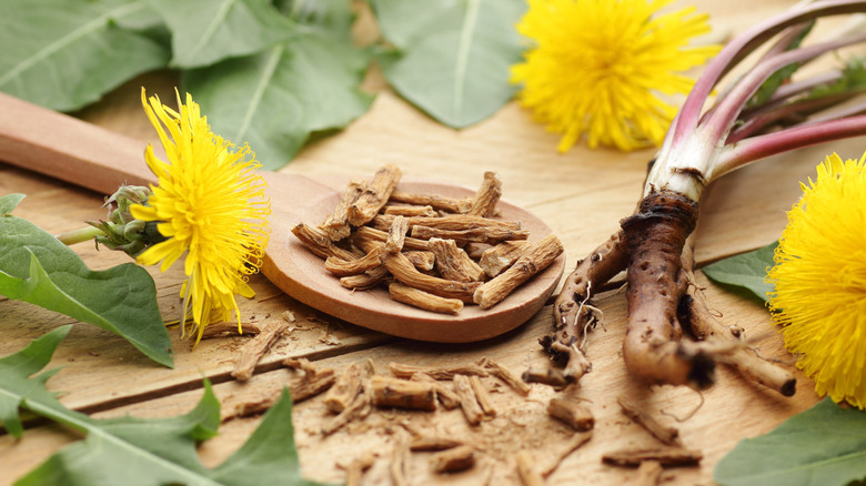 dried dandelion root surrounded by fresh dandelion