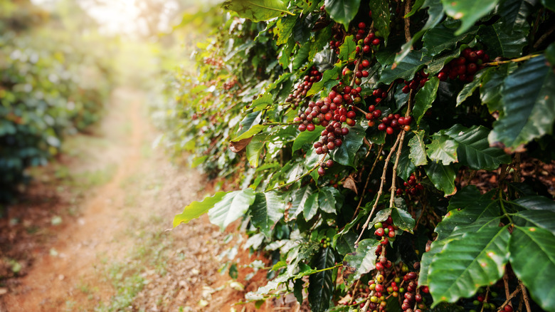 Can You Grow Coffee Beans in the Us 