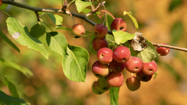 Small red apples on an apple tree branch