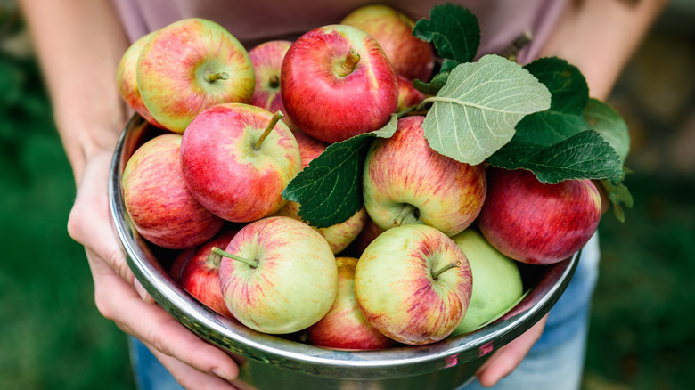 Closeup of hands holding a metal bowl of freshly picked apples