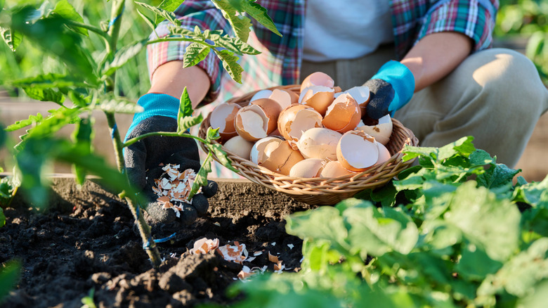 a gardener sprinkling crushed eggshells around a tomato plant