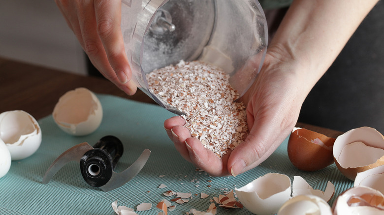 a person holding eggshell poweder poured out of a food processor