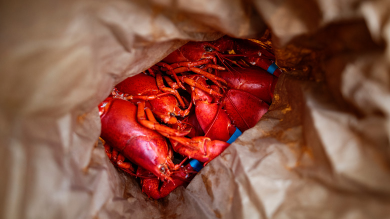 cooked Maine lobsters in a paper bag
