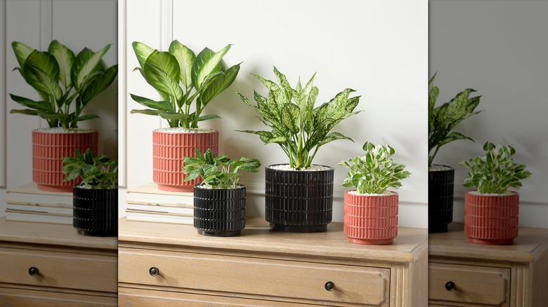 Red and black ceramic pots of plants arranged on top of a dresser