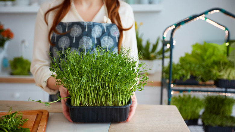 A row of herbs planted in small pots indoors