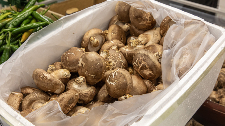 Large box lined with plastic filled with mushrooms for sale.