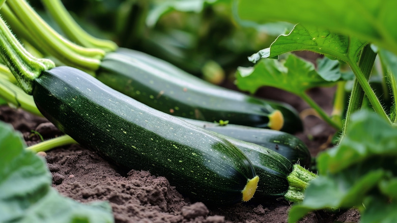 Three ripe zucchinis hanging off a zucchini plant in a garden