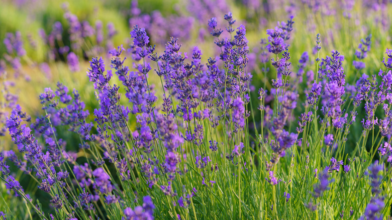 Lavender growing in a garden