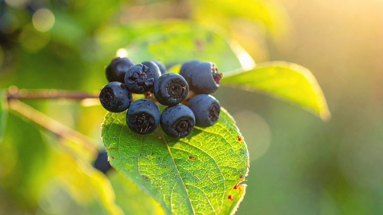close up of ripe serviceberries cluster on branch