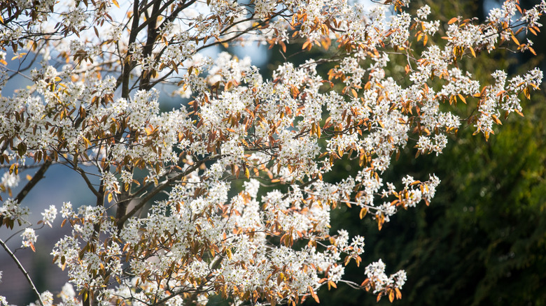 Serviceberry tree in bloom