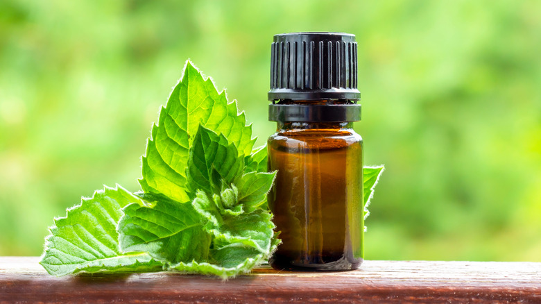 Mint extract