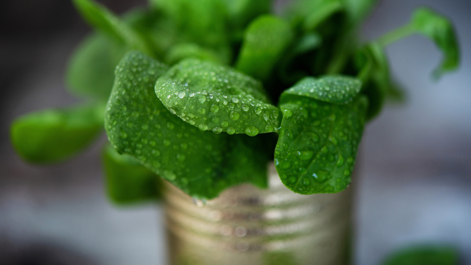 This Canned Spinach Brand Easily Earns The Title For Best On The Shelves - Tasting Table