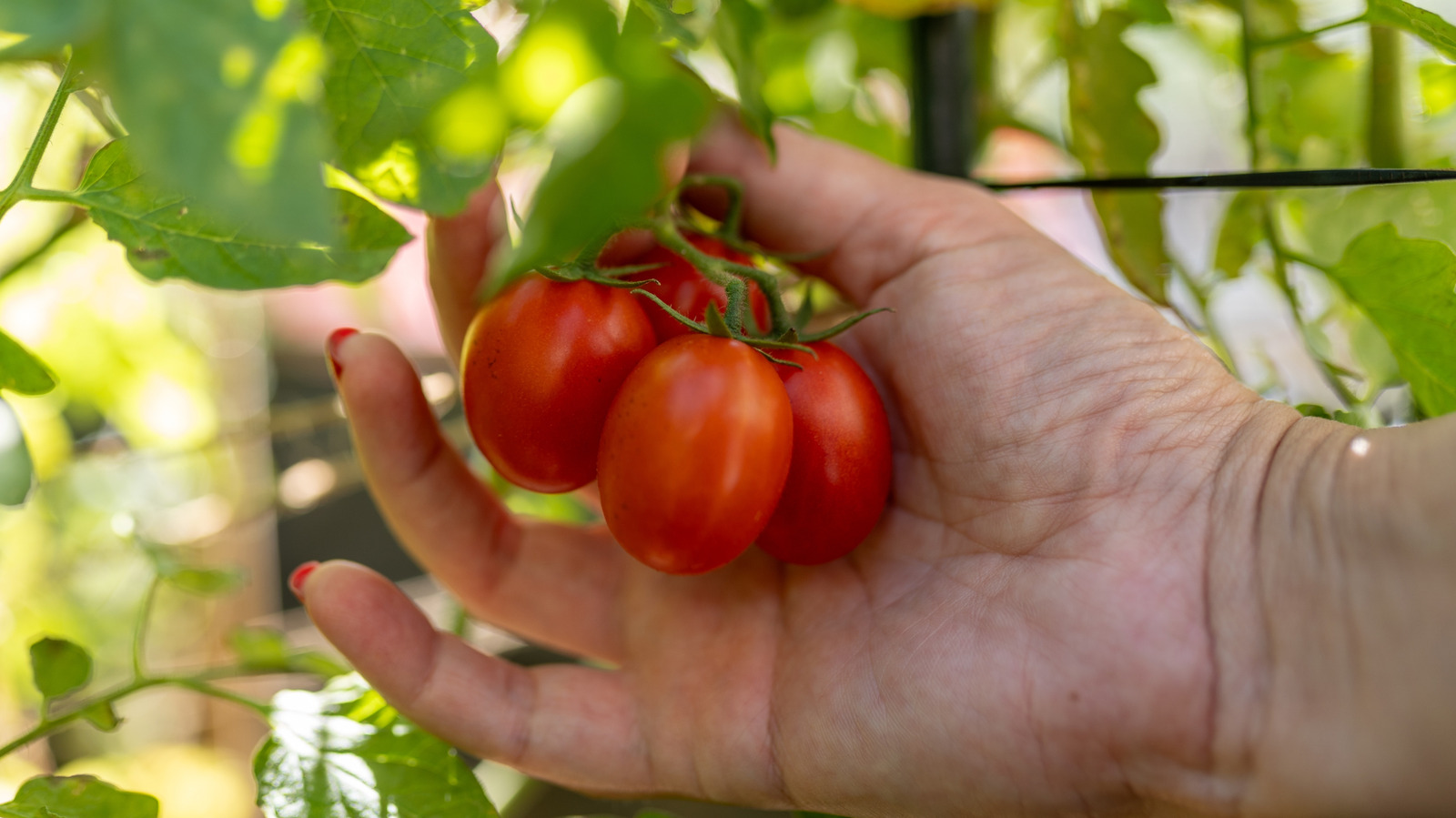This Clever Soil Trick Makes Growing Tomatoes Hassle-Free