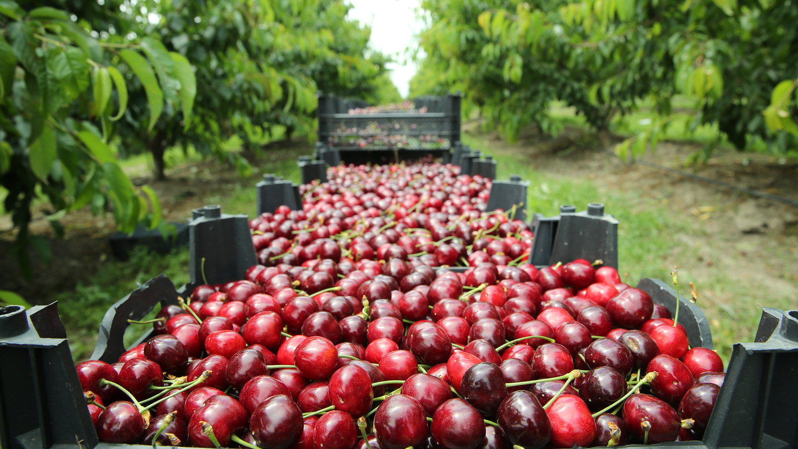 This Country Produces More Cherries Than Any Other In The World