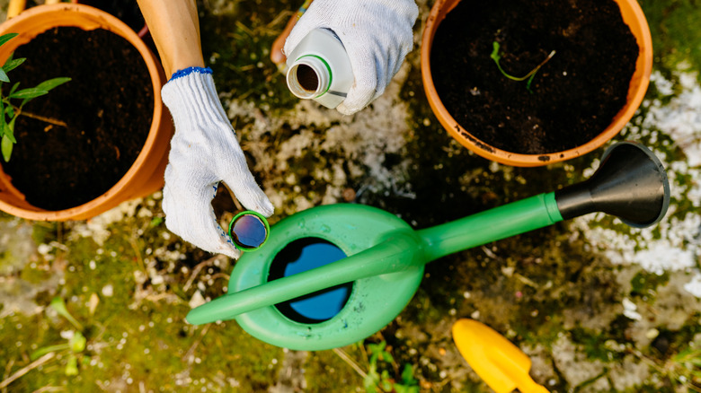 Overhead view of gloved hands adding fertilizer to watering can next to potted plants