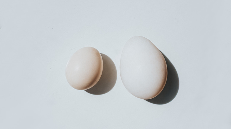chicken egg size (small, left) compared to duck egg size (large, right)