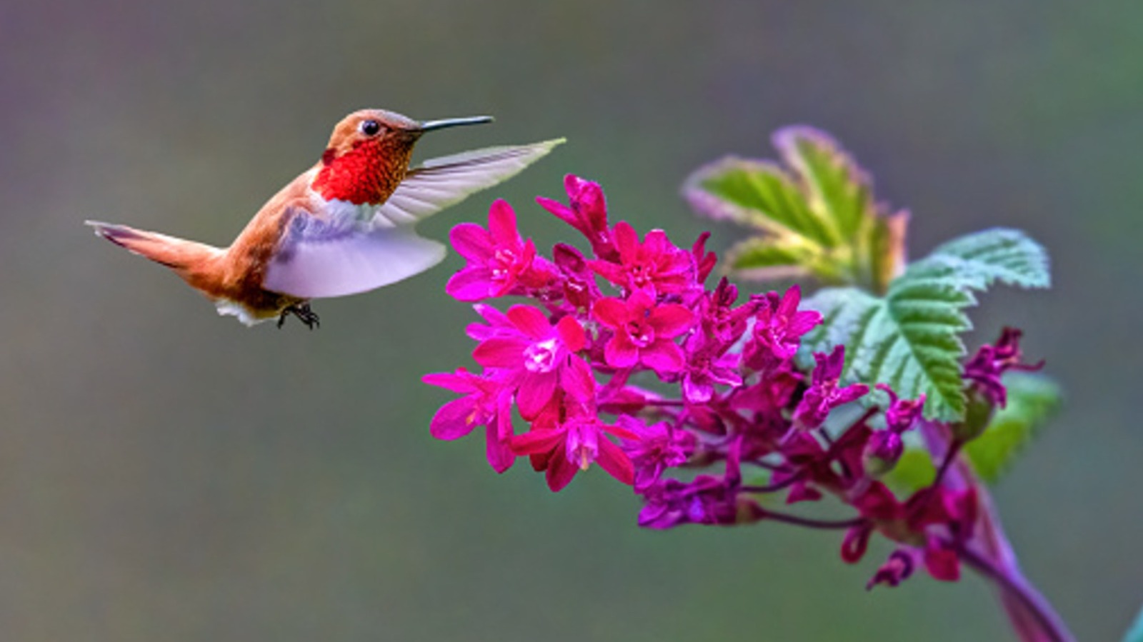 This Fragrant Hanging Herb Is A Hummingbird Magnet - Tasting Table