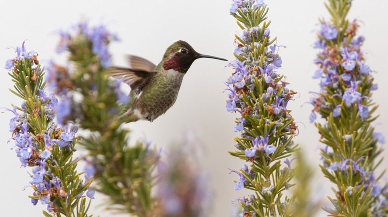 Hummingbird in field of rosemary