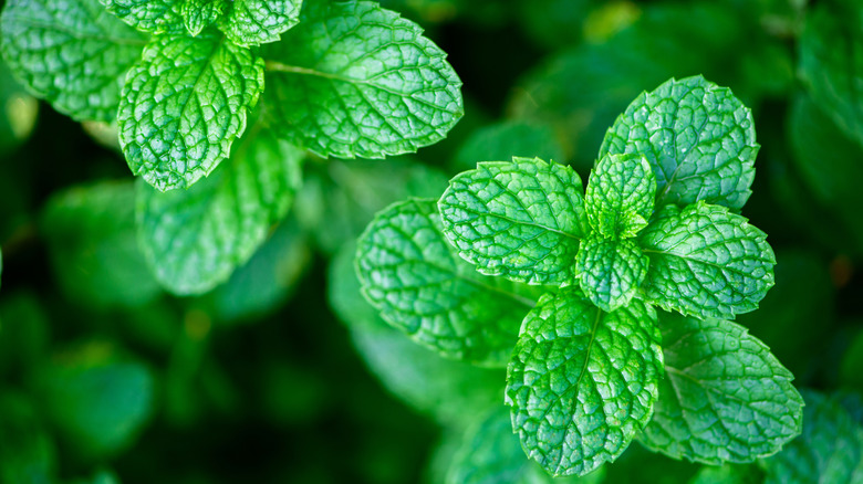 Lemon balm herbs in the wild