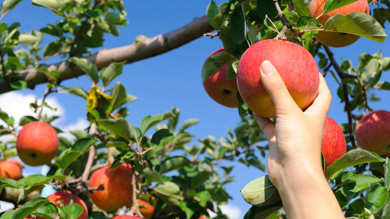Hand reaching up to pick red apple off of apple tree