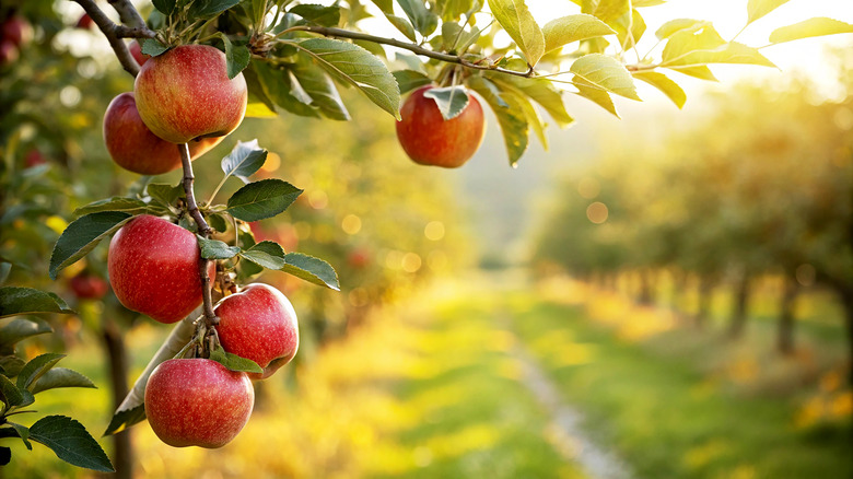 Apples hanging on branches in a sunny orchard
