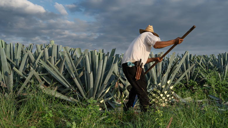 A farmer cutting agave