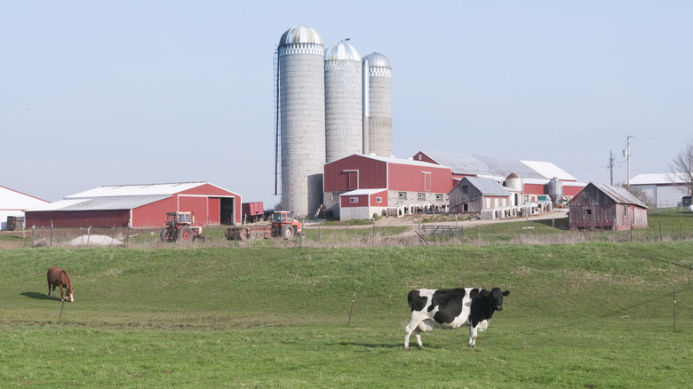 Wisconsin dairy farm with cows and tractors in a field in front of barns and grain silos.