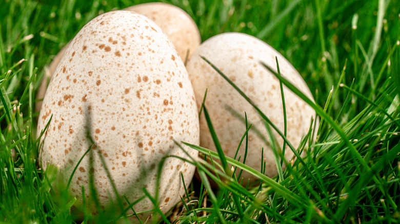 turkey eggs in grass