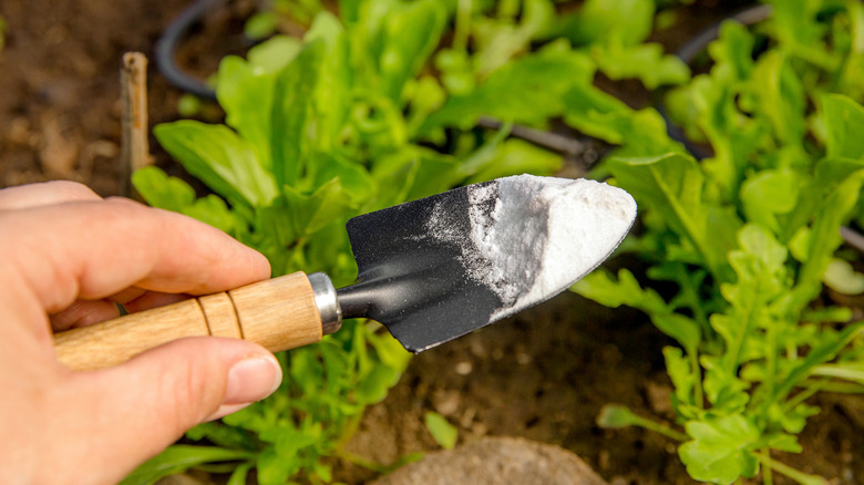 Overhead view of person holding a garden shovel containing baking soda