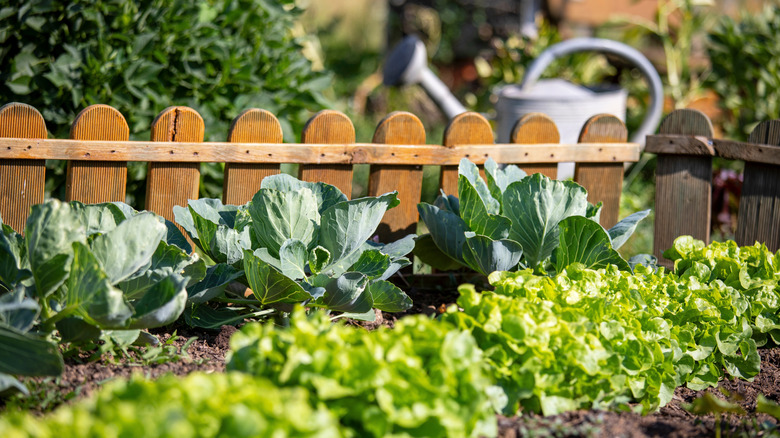 Vegetable garden with rows of cabbages and lettuces
