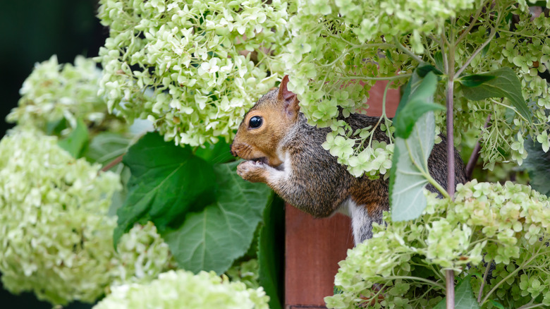 A squirrel hanging out in a home garden