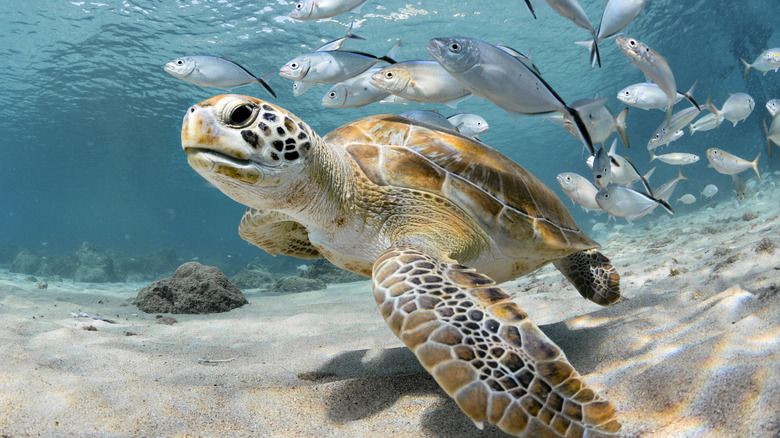 Sea turtle swims with school of fish