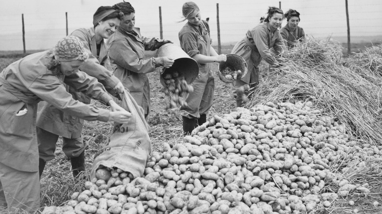 Black and white photo of famers harvesting a heap of potatoes.