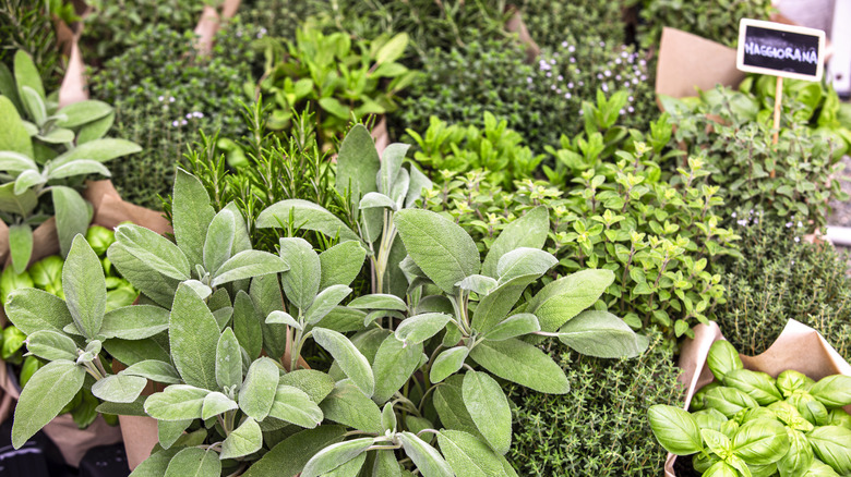 Array of lush herbs in pots