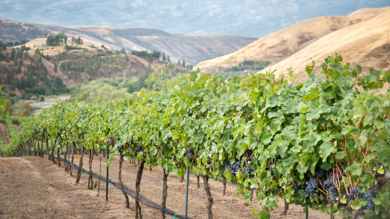 A vineyard in Idaho's Snake River Valley AVA