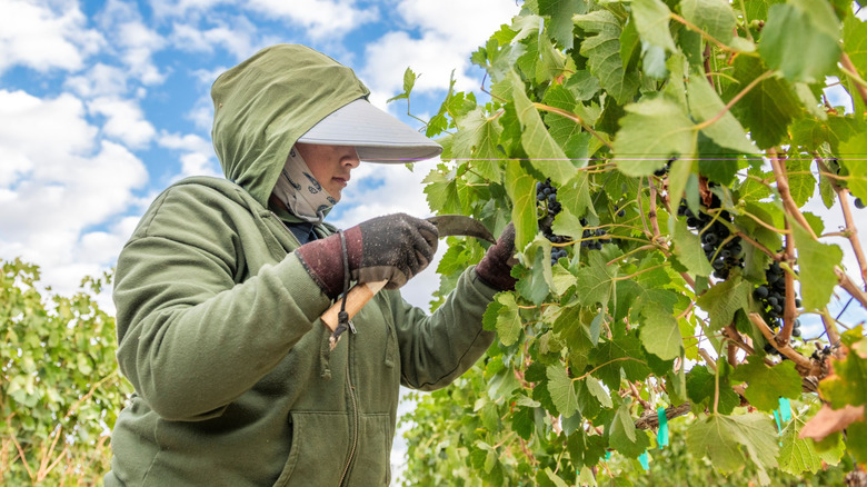 A woman harvesting grapes in Idaho