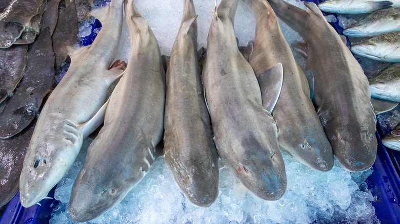 Shark on ice at a fish market