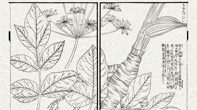 Japanese botanical illustration of angelica