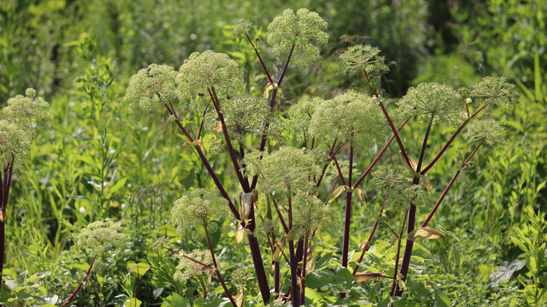 Flowering angelica
