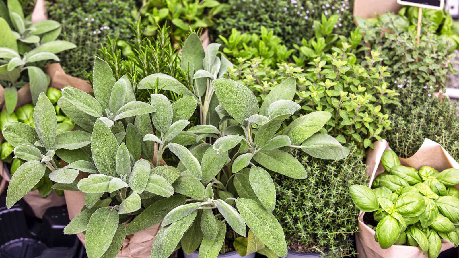 This Self-Seeding Herb Practically Grows Itself Once Established In Your Garden - Tasting Table