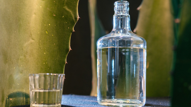 Closeup of bottle and glass of mezcal on a table in front of agave plants