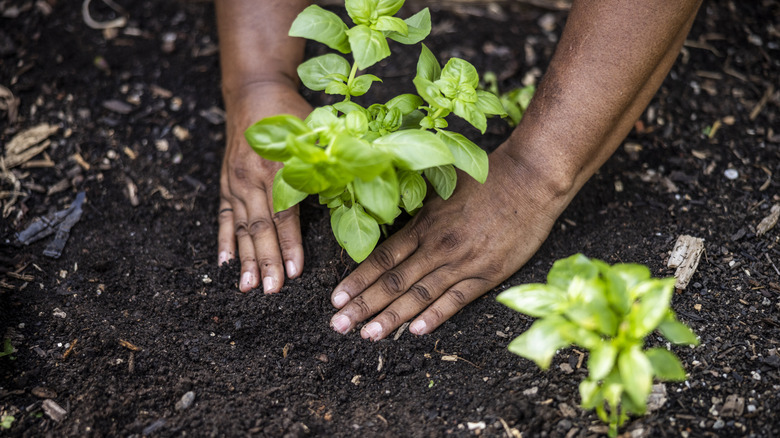 Hands planting a leafy green plant in soil